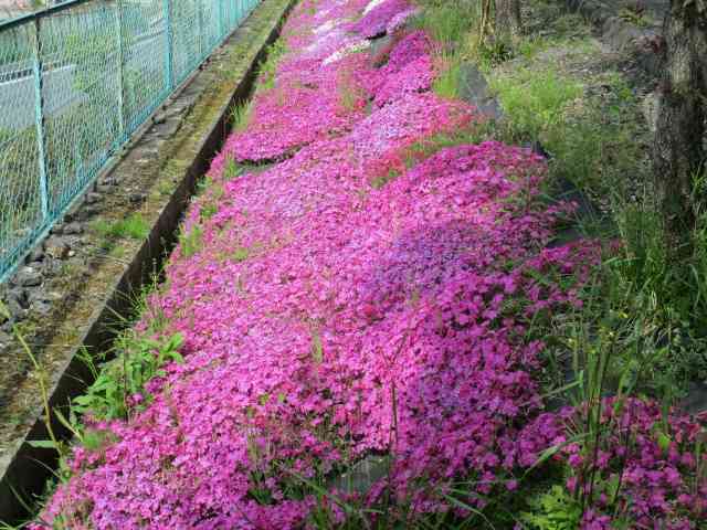 芝桜