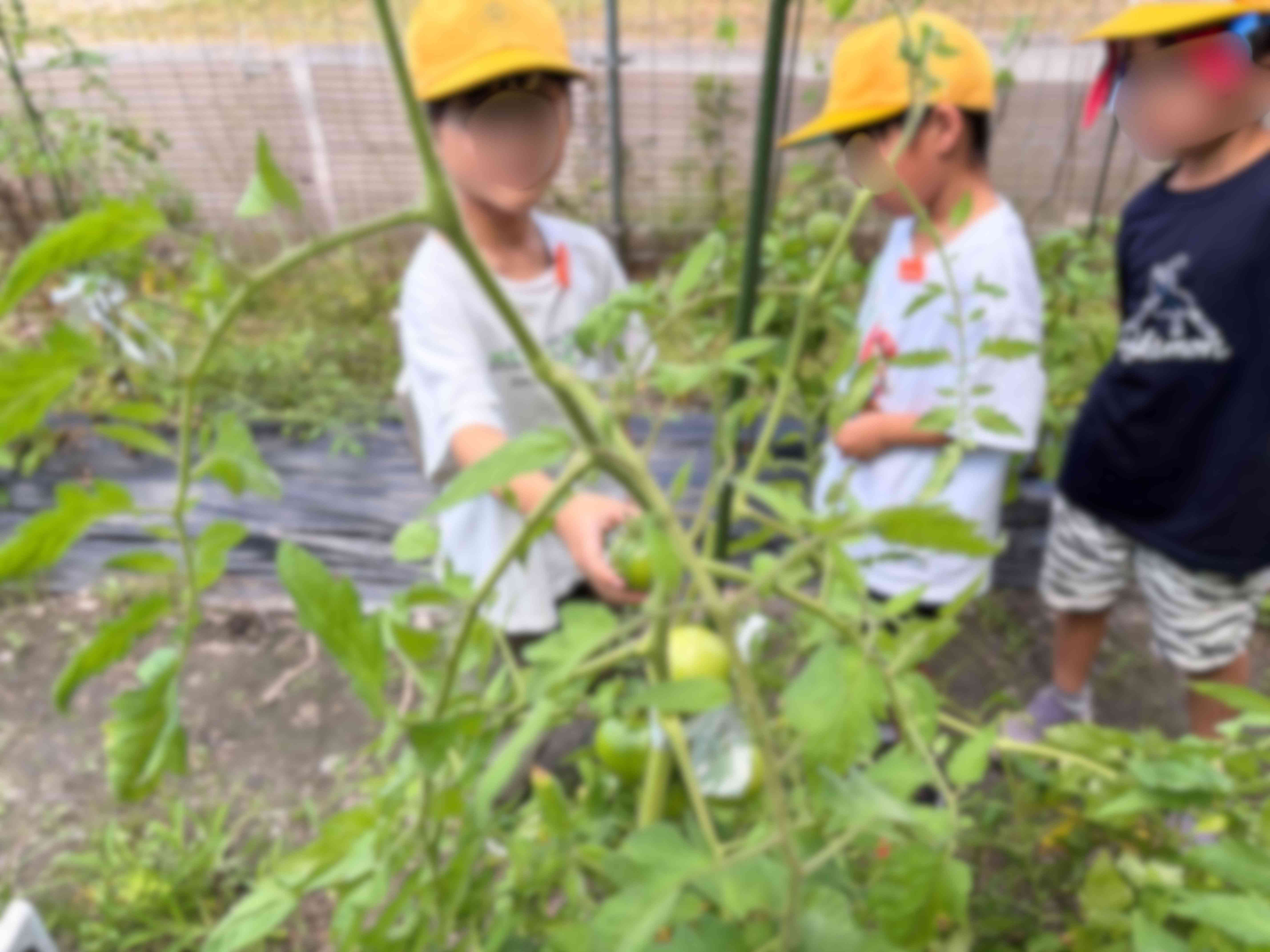 0710 二年収穫
